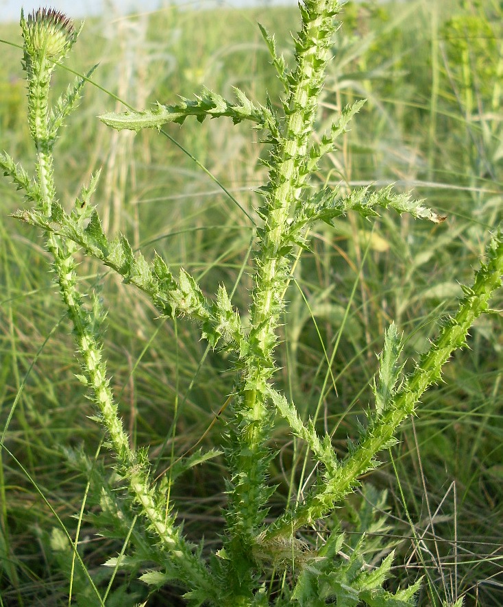 Image of genus Carduus specimen.