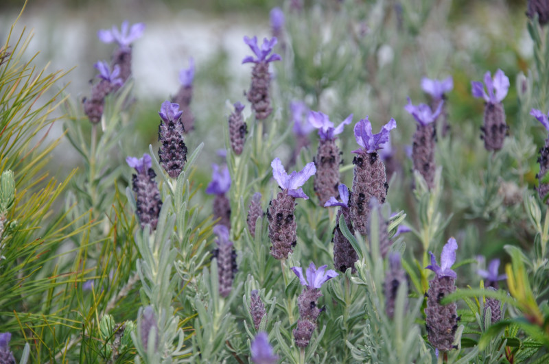 Image of Lavandula stoechas specimen.