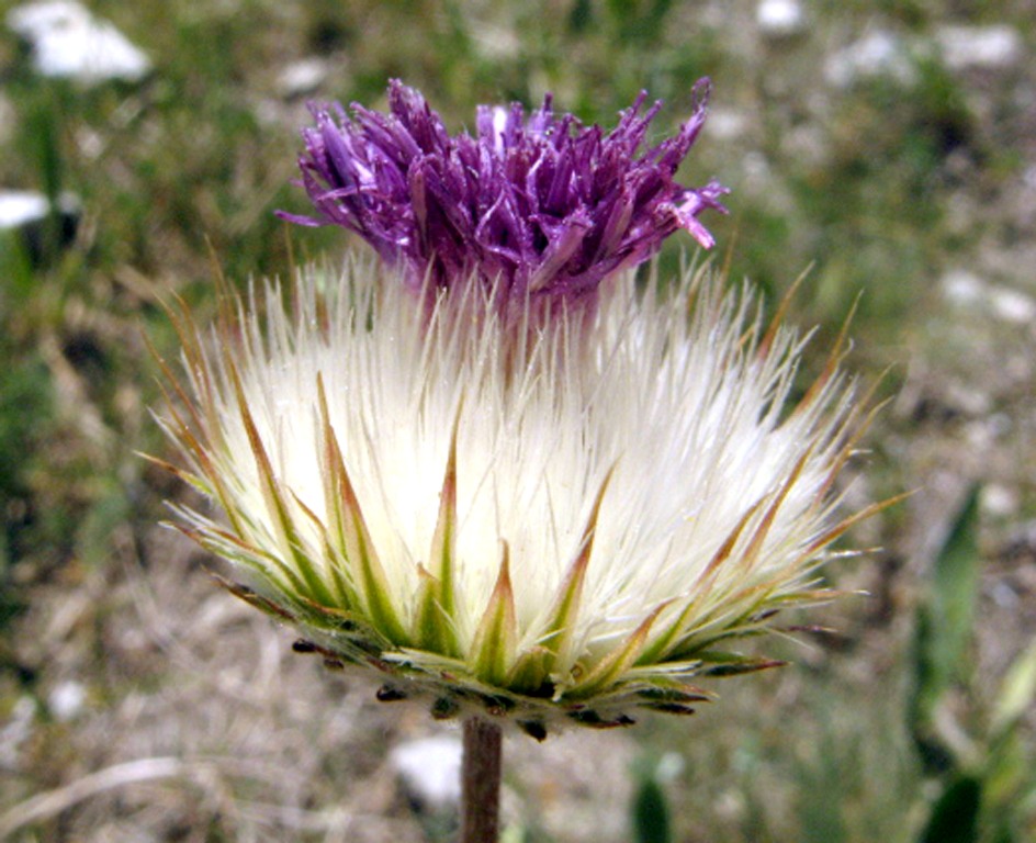 Image of Jurinea roegneri specimen.