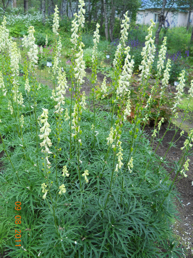 Image of Aconitum barbatum specimen.