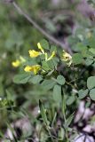 Medicago orbicularis. Верхушка цветущего растения. Таджикистан, ущелье Вахша ниже Нурека, АЗС между кишлаками Каратош и Кибил, ущелье безымянного водотока. 24.04.2011.