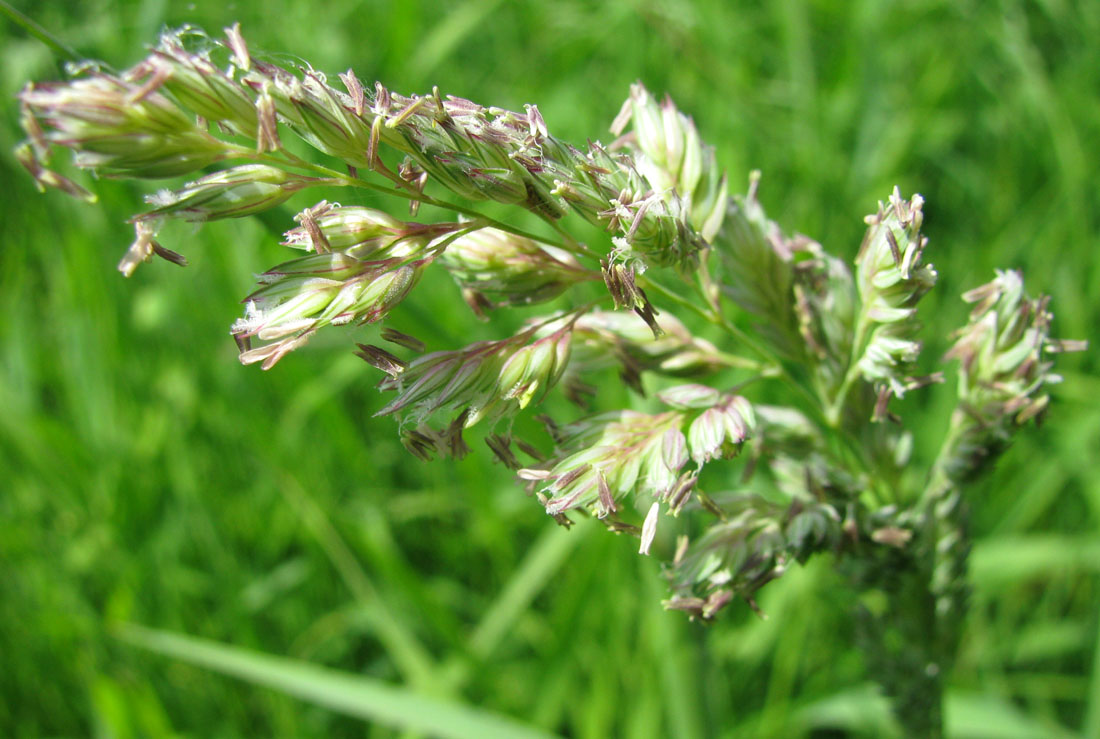 Image of Phalaroides arundinacea specimen.