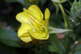 Oenothera biennis. Цветок. Московская обл., Раменский р-н, Хрипань, дачный участок. 15.07.2005.