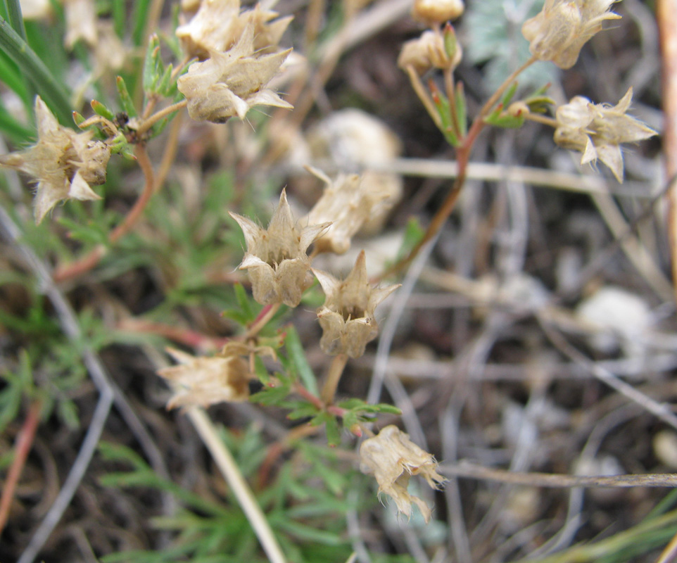 Image of Chamaerhodos grandiflora specimen.