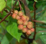 Schisandra chinensis. Созревающие плоды. Московская обл., Раменский р-н, окр. дер. Хрипань, дачный участок. 15.08.2005.