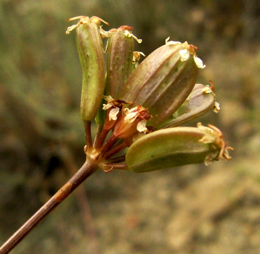 Image of Bunium longipes specimen.