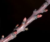 Cotinus coggygria. Часть побега с распускающимися почками. Германия, г. Кемпен, в культуре.10.03.2012.