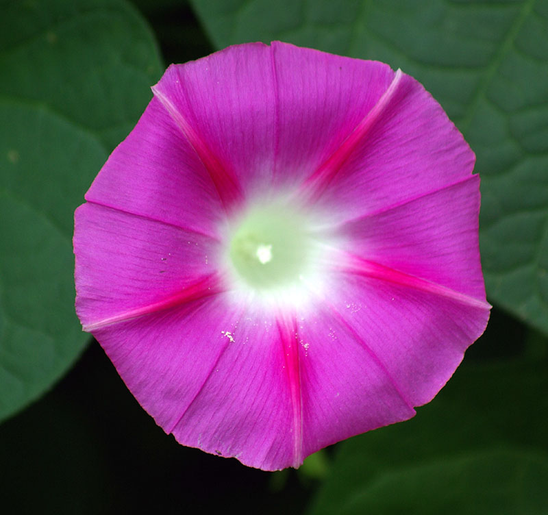 Image of Ipomoea purpurea specimen.