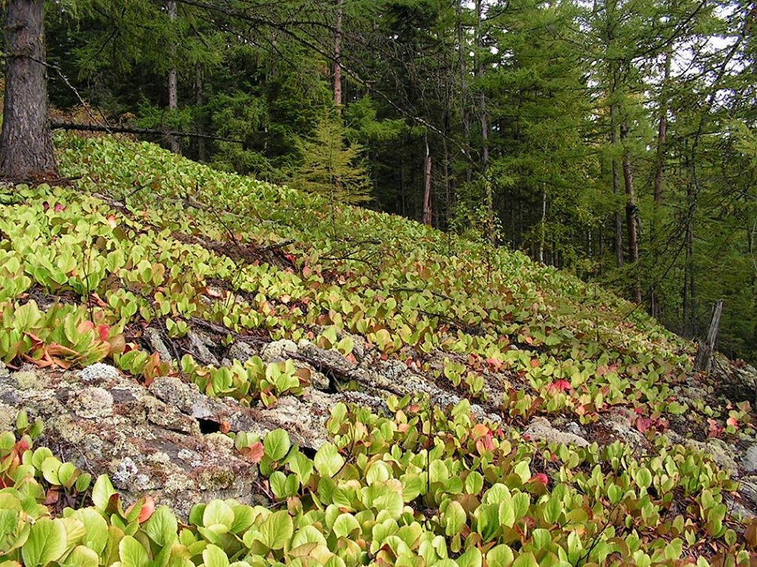 Изображение особи Bergenia pacifica.