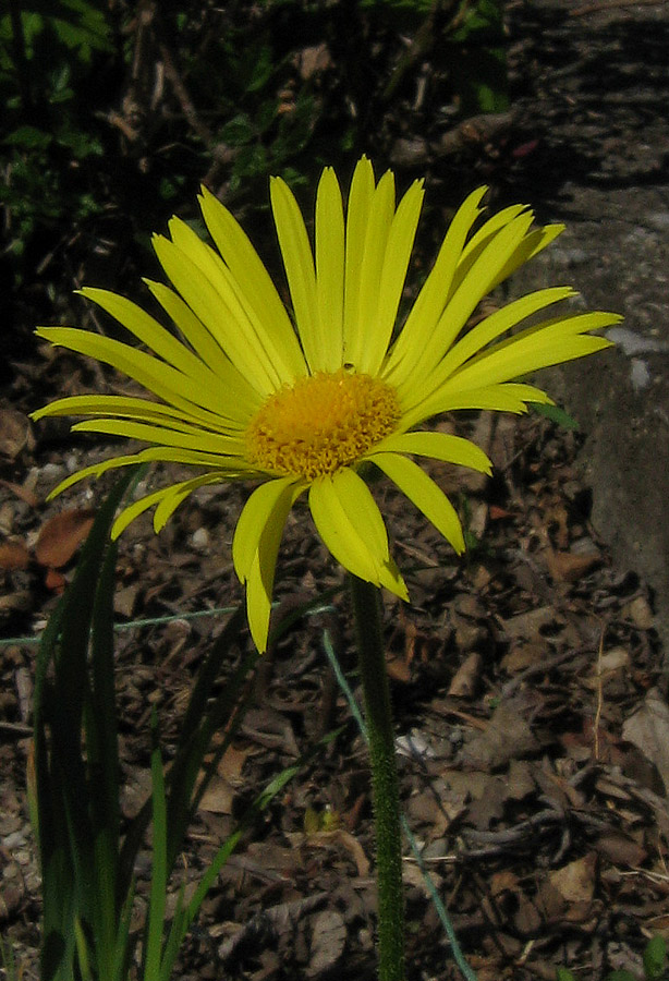 Изображение особи Doronicum hungaricum.