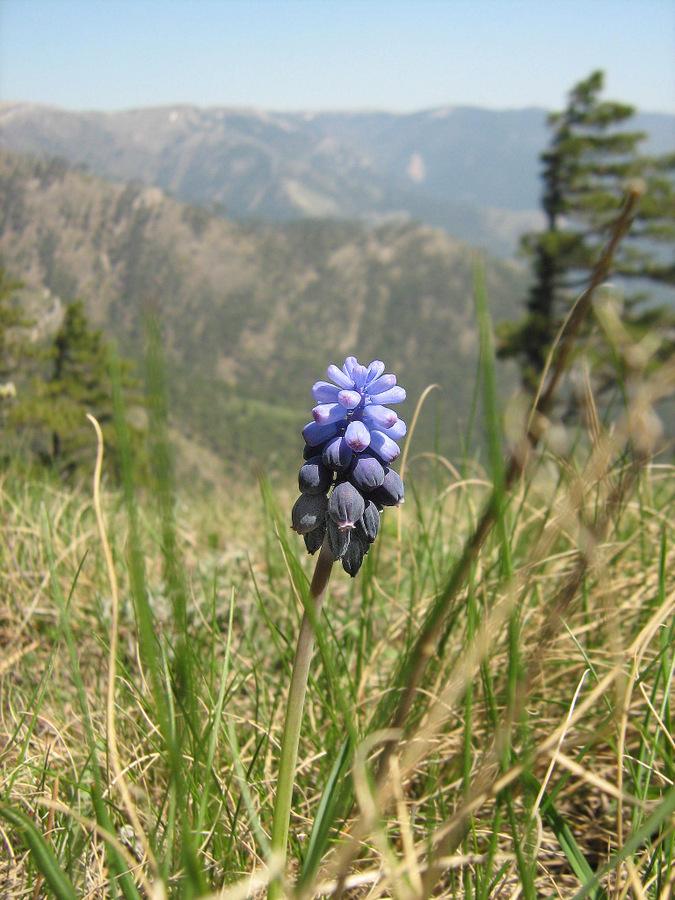 Image of Muscari neglectum specimen.