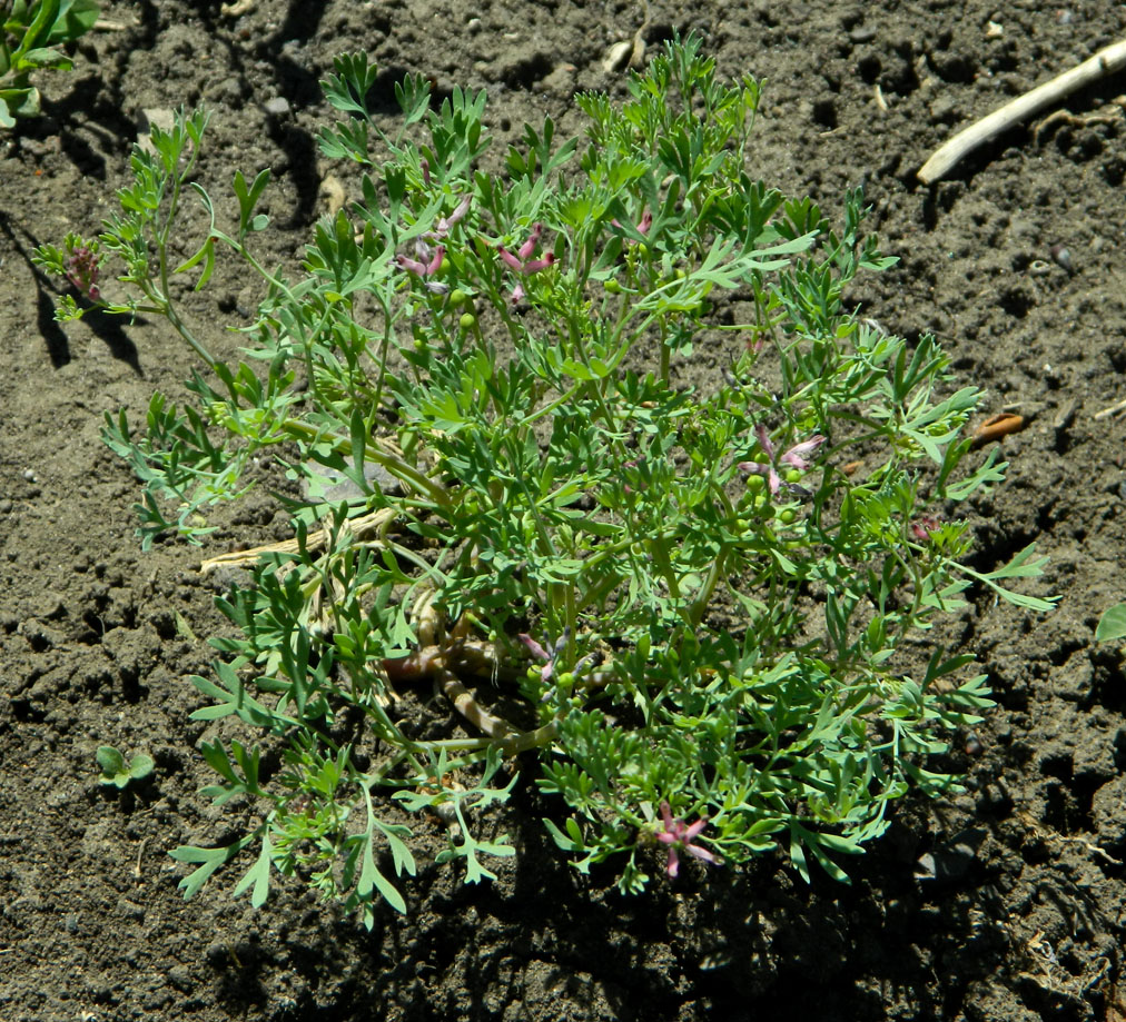 Image of Fumaria schleicheri specimen.