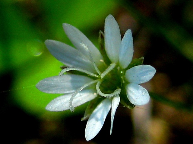 Изображение особи род Stellaria.