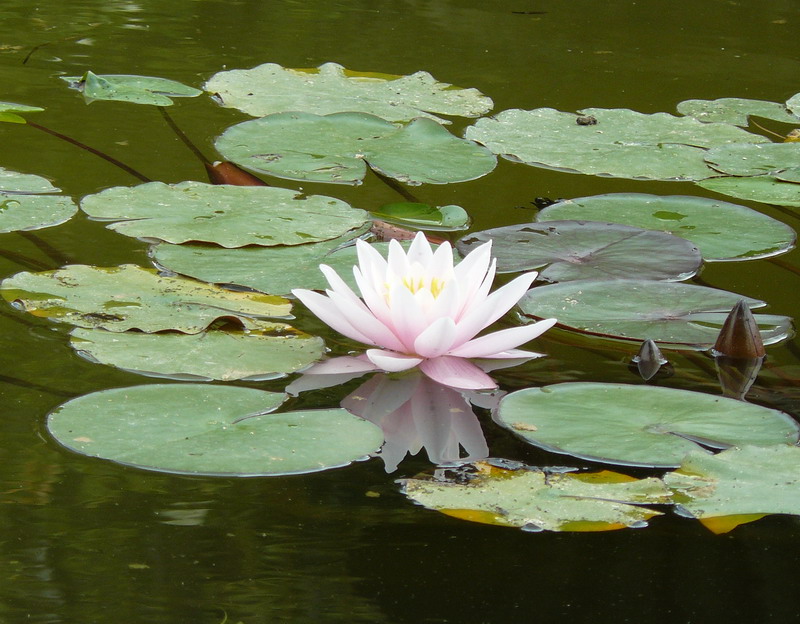 Image of Nymphaea alba specimen.