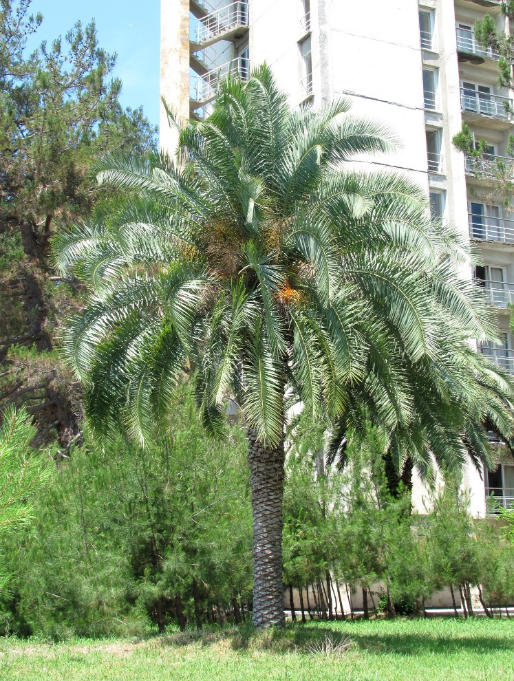 Image of Phoenix canariensis specimen.