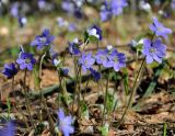 Hepatica nobilis