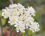 familia Apiaceae