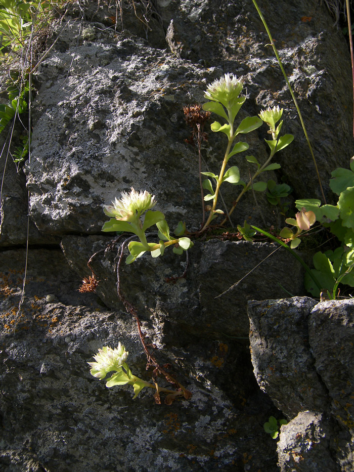 Image of Sedum involucratum specimen.