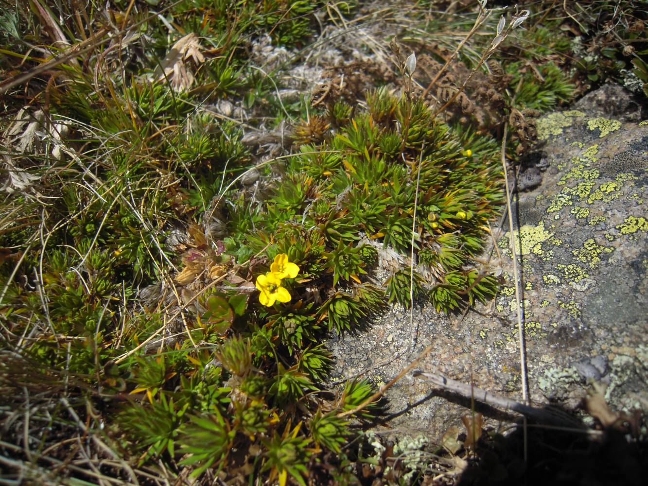 Image of Draba scabra specimen.