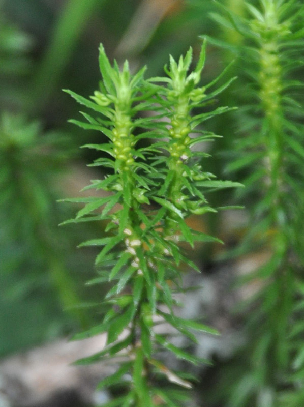 Image of Huperzia serrata specimen.