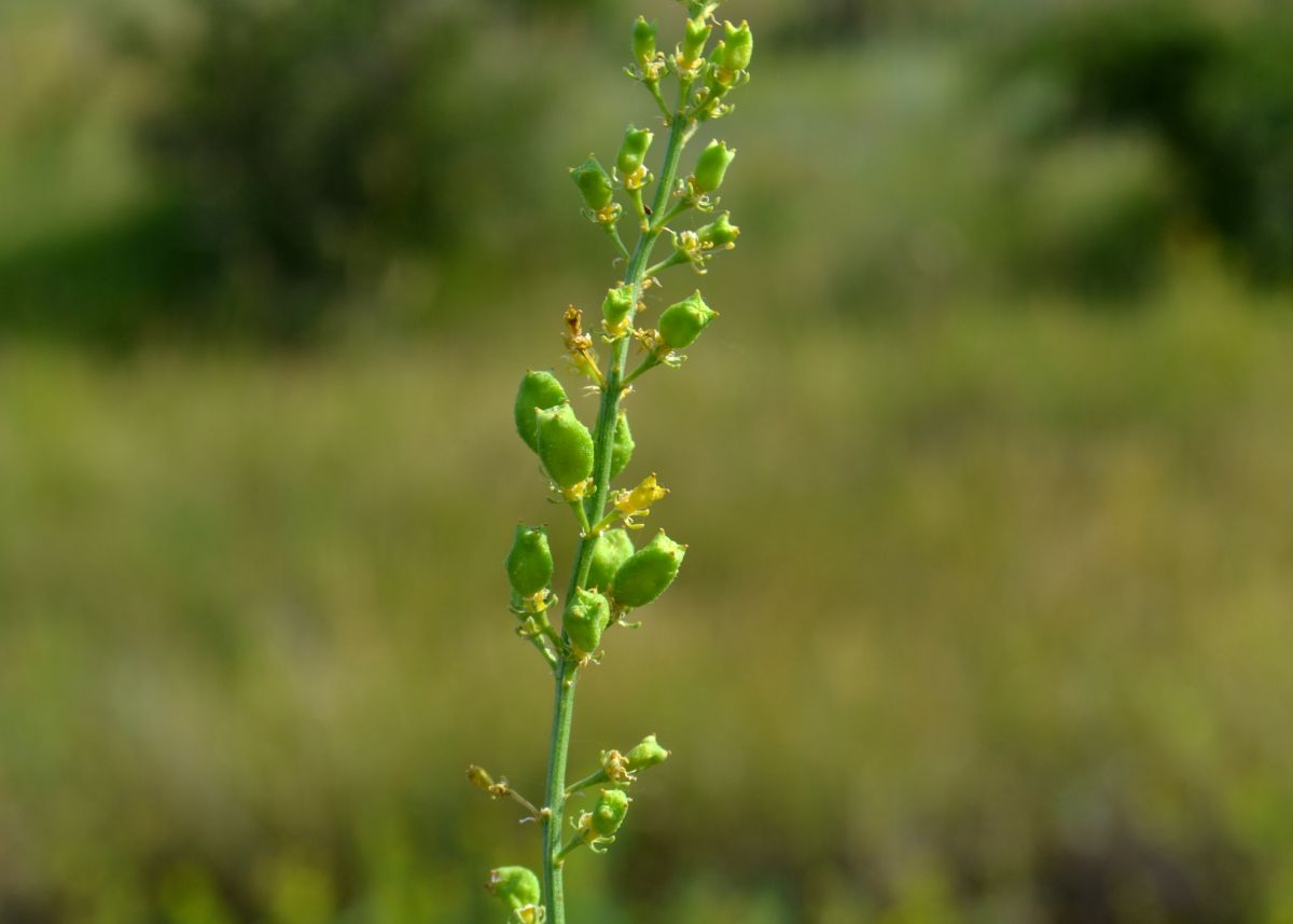 Image of Reseda lutea specimen.