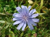 Cichorium intybus