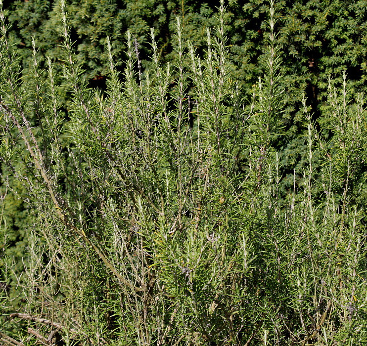 Image of Rosmarinus officinalis specimen.