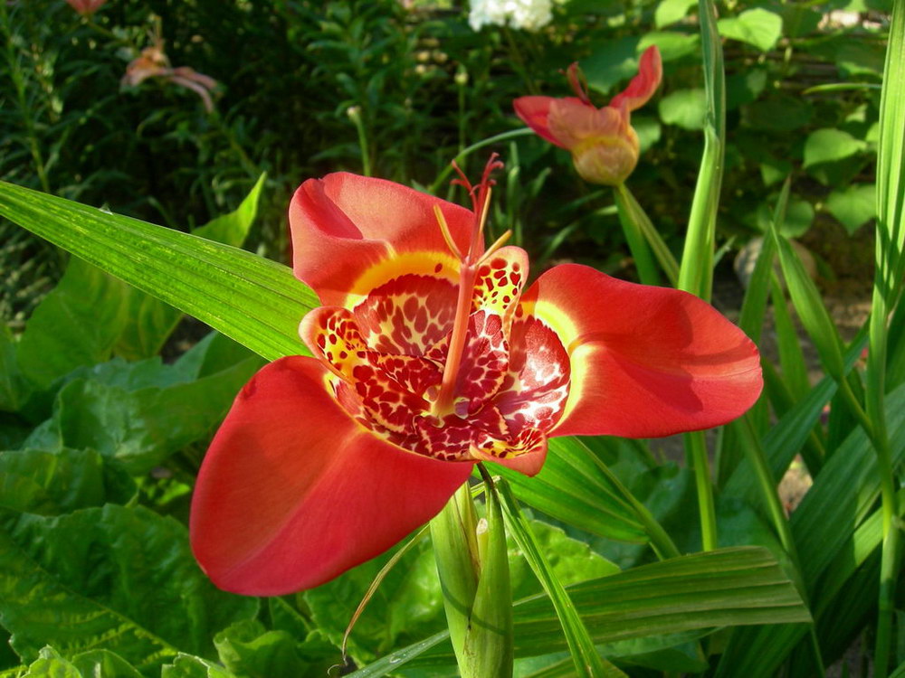 Тигридия цветок описание фото