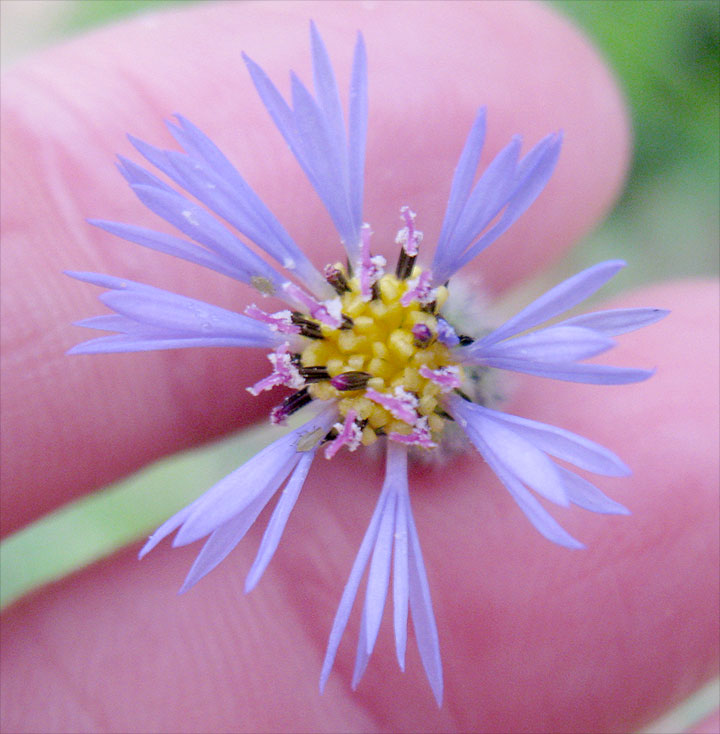 Image of Volutaria crupinoides specimen.