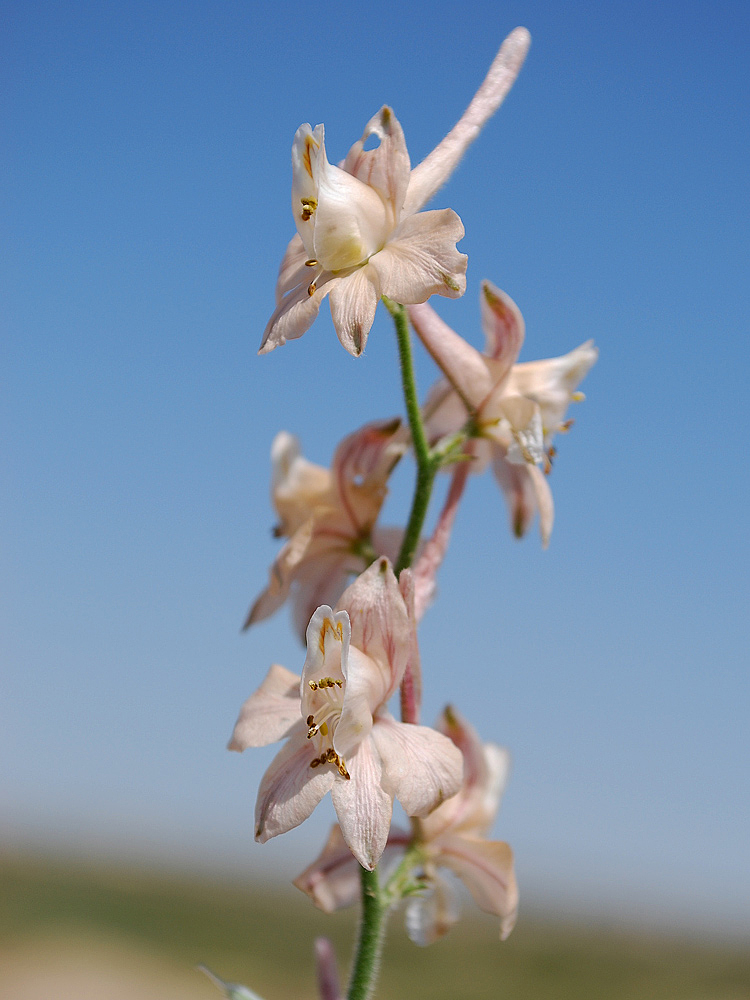 Image of Delphinium camptocarpum specimen.