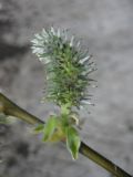 Salix caprea