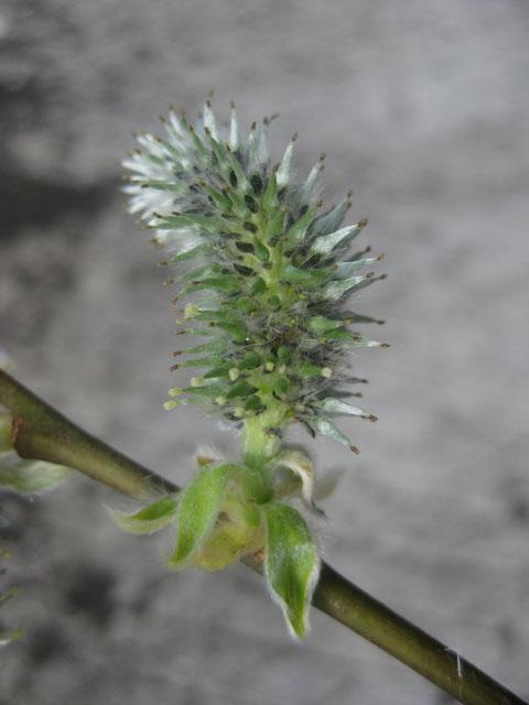 Image of Salix caprea specimen.