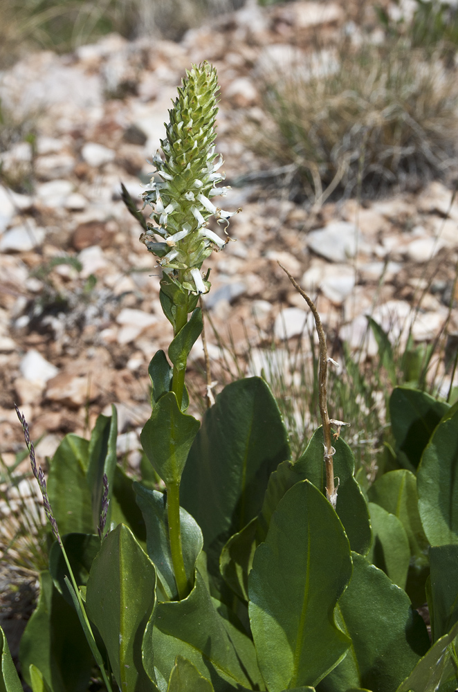 Image of Lagotis integrifolia specimen.