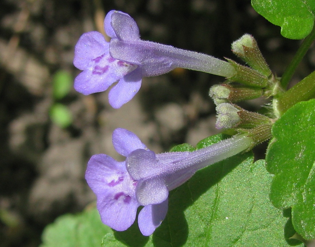 Image of Glechoma hederacea specimen.