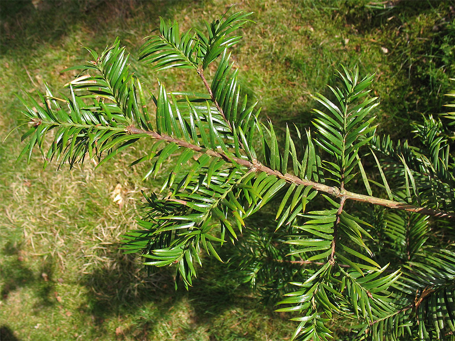 Изображение особи Torreya californica.