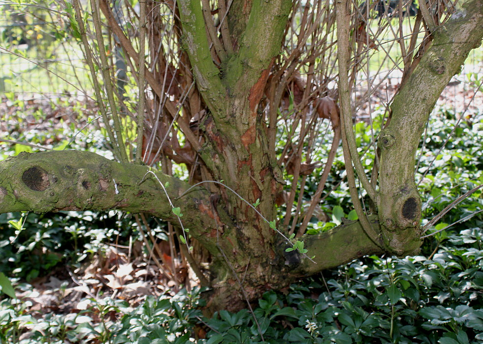 Image of Exochorda racemosa specimen.