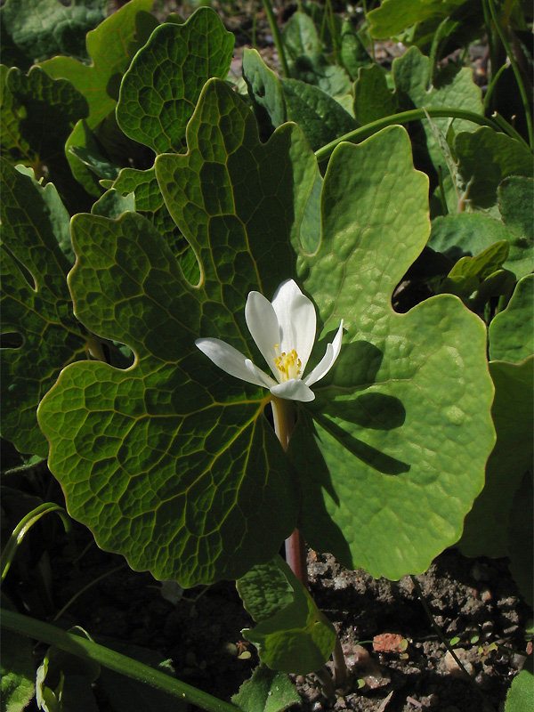 Изображение особи Sanguinaria canadensis.