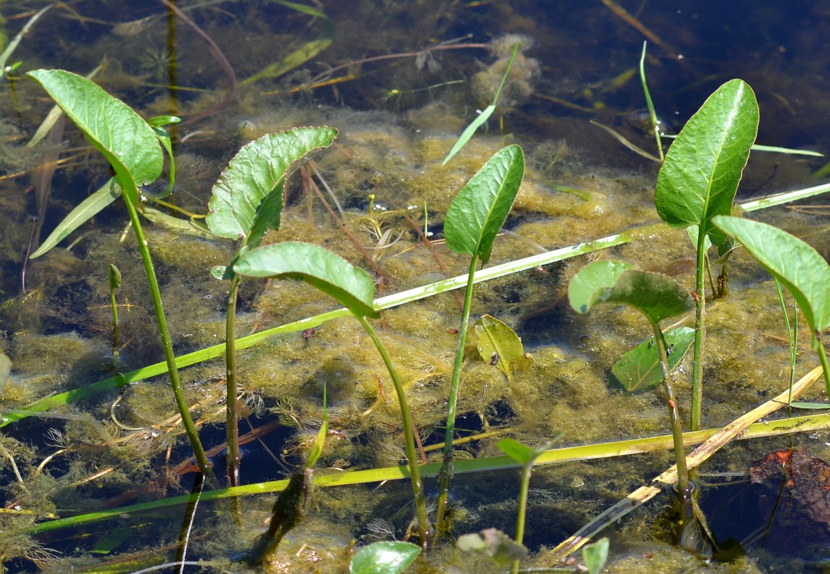 Image of Rorippa amphibia specimen.