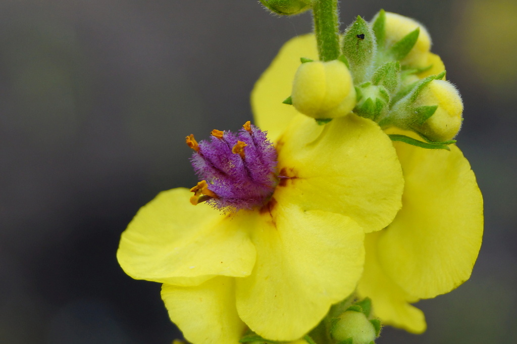 Изображение особи Verbascum marschallianum.