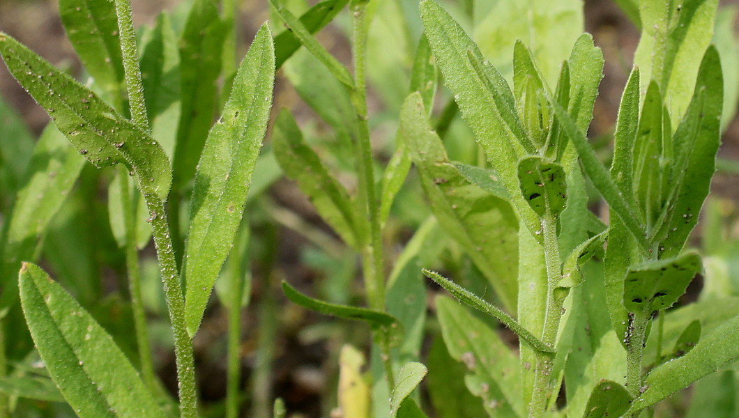 Image of Camelina sativa specimen.