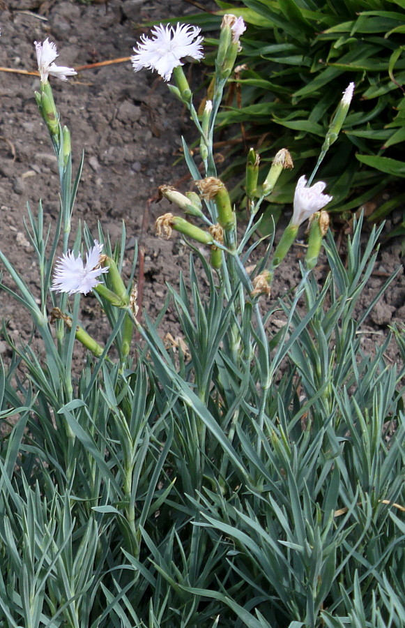 Image of Dianthus gratianopolitanus specimen.