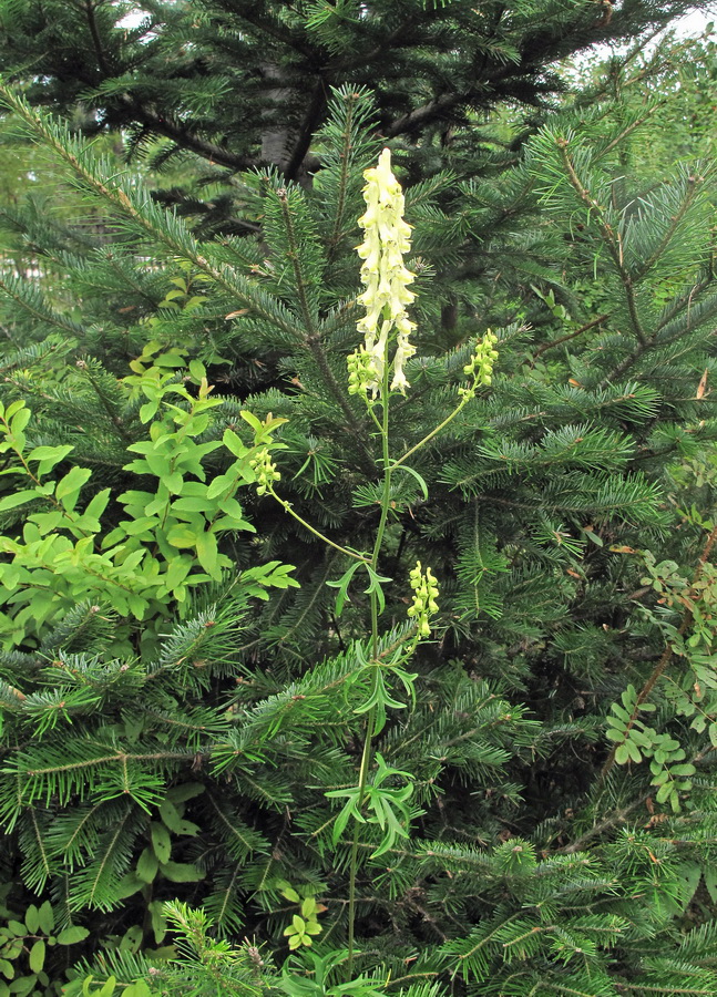 Изображение особи Aconitum kirinense.