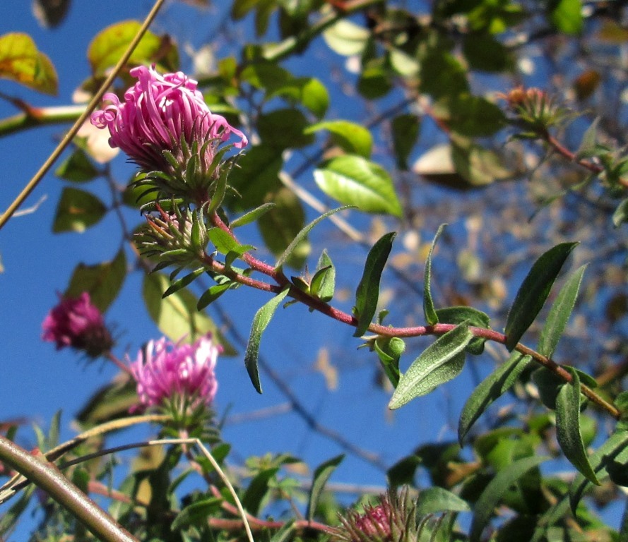 Image of Symphyotrichum novae-angliae specimen.