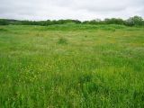 Stellaria graminea. Заросли на разнотравном лугу у подножия сопки. Камчатский край, Елизовский р-н, г. Петропавловск-Камчатский, луговина по южному склону. 25.07.2013.