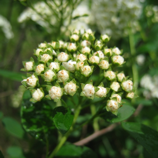 Изображение особи Spiraea trichocarpa.