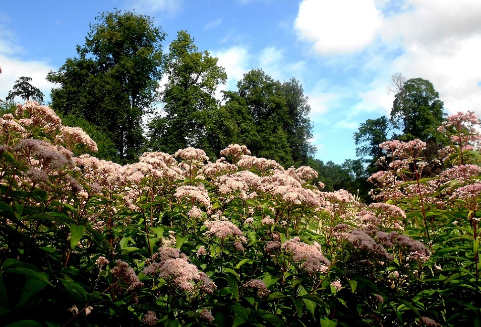 Image of Eupatorium purpureum specimen.