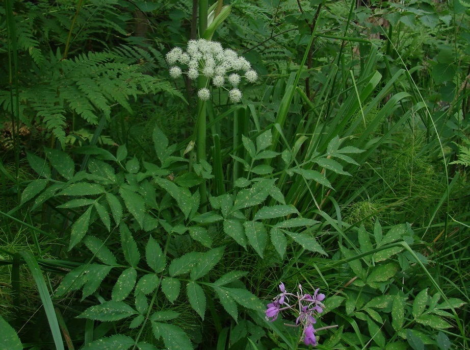 Image of Angelica sylvestris specimen.