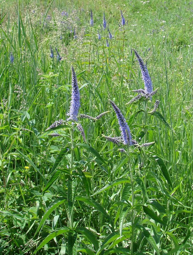 Image of Veronica longifolia specimen.