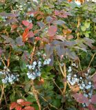 Mahonia aquifolium. Верхушка веточки со зрелыми плодами. Германия, г. Хаген. Декабрь 2013 г.