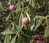 Rhododendron calophytum. Цветущие ветви. Германия, г. Дюссельдорф, Ботанический сад университета. 02.03.2014.